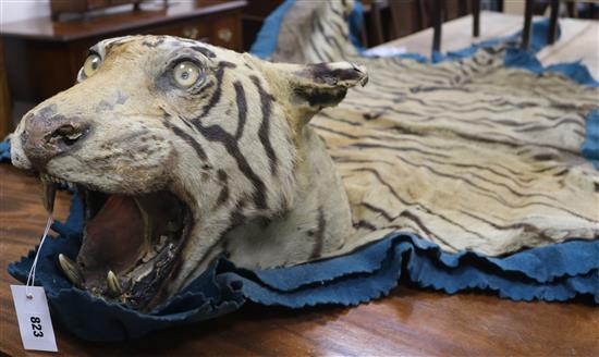 A Tiger skin rug